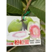 李家果苗 粉紅蜜拔 粉紅蜜芭樂 4吋半盆 靠接苗 最脆品種 產量 高甜度高 一年生 特價240元