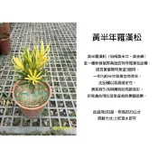 心栽花坊-黃半年羅漢松/金滿堂羅漢松/羅漢松/5吋/綠化植物/綠籬植物/松杉柏檜/特價360