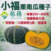 城禾農產🍃 小福迷你栗子南瓜種子 6粒 小福栗子南瓜種子 栗子南瓜種子 栗南瓜種子 小福栗南瓜種子 南瓜種子 金瓜種子