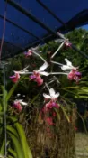 【山谷野生蘭】雅美萬代蘭 Vanda lamellata var boxallii (山採馴化株側芽)