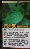花田厝_香草水果苗—南非葉(扁桃斑鳩菊)--多年生灌木植物~四季皆宜種/5吋高約30-50cm