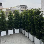 羅漢松、圍籬羅漢松、觀賞用、景觀植物