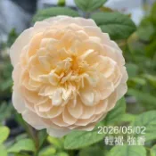 輕裾 庭院豐花 強香 耐熱 天狼月季《四季有花玫瑰園》玫瑰苗 玫瑰盆栽 嫁接樹玫瑰 月季棒棒糖