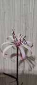 水生植物 紅葉文殊蘭 Crinum 'Menehune' 3吋 小株