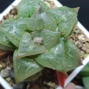 #Haworthia  #ハオルチア #百合科 #實生壽