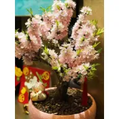 森禾|【桃花種子】盆栽蟠桃花 招好運旺宅 多年生 觀賞桃樹種子 盆栽桃花 室內盆栽 蟠桃樹盆栽 年宵花桃花