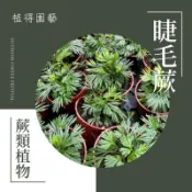 植得｜睫毛蕨｜蕨類植物