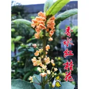武藤香水紅桂 醉香桂花 日本 香水桂花 武藤桂 武藤 紅桂花 丹桂 桂花苗 盆栽 晶鑽紅桂 金木犀 四季桂 黃金桂 銀桂