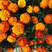 8H出貨⚡(萬壽菊種子)濃香驅蚊蟲萬壽菊種子 觀賞花卉 花期長 驅蟲耐熱黃菊花 懶人播種花卉種子  庭院楊濤室外花海