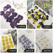 馨苑押花-押花材料-押花花材-三色堇 藍星花 水晶花 玫瑰葉 細葉尤加利 黃水滴葉 大愛莉加 黑種草 波斯菊 角堇金盞花