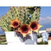 蘿藦多肉496Huernia cv. fruit tea水果茶