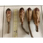 [藤森丸の柑仔店] 天然乾燥的桃花心木軸(莢)10cm以上(鸚鵡玩具、藝品、種子、創作、手作材料、教學)