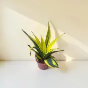 英宏 黃金虎尾蘭6吋 綠葉虎尾蘭（淨化空氣）陽台綠植 陽光植物 室內植物