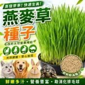 種子王國 燕麥草種子 【寵物飼料種子】每包約10公克 澳洲燕麥 貓咪 免子 烏龜 鼠 …寵物皆可食用