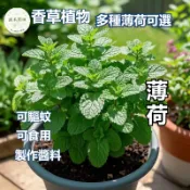 【台灣現貨】超多款薄荷種子 四季可食用 薄荷盆栽 室內陽台 驅蚊 泡茶 料理 驅蟲 香料 新手好種香草植物