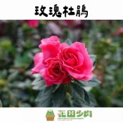 《花田多肉》🌵【玫瑰杜鵑】 3吋盆 四季都會開花 觀葉/開花植物/園藝/盆栽/戶外植物/綠化/杜鵑