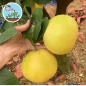 【🍊庭院果樹夢】甜葡萄柚種子 紅寶石/黃金西柚 多品種混合 觀賞食用盆栽 台灣適種果樹 四季庭院蔬果種子