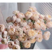 玫瑰天地 賣場3盆起才有出貨 3吋品種玫瑰苗 一箱最多8盆 香香美人