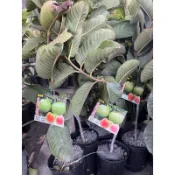少籽紅寶石芭樂靠接苗