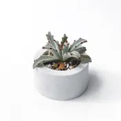 (預購) 純灰系列 | 熊貓兔耳 小圓形純色純灰水泥多肉植栽