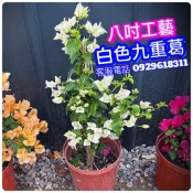 九重葛+八寸強力矮化盆栽(各色都有賣)✅進口✅九重葛 畫報九重葛 黃金九重葛 橘色九重葛 紫色九重葛 紅色九重葛 九重葛