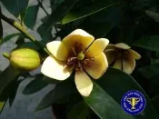 ╭＊田尾玫瑰園＊╯香花樹苗(含笑花)高70cm---有香蕉甜美香味