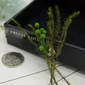 進口日本大地農園聖誕果，小足毬果永生花DIY配果乾果花盒配材，一份(一條果子+一條支葉)
