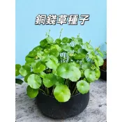 銅錢草種子 金錢草 圓幣草 招財草 水培盆栽 土耕綠植 室內桌面 淨化空氣 好養活 水生植物 魚缸造景 懶人植物