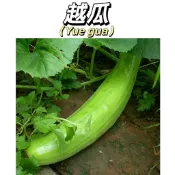 台灣現貨（越瓜種子）四季播種  青醃瓜.青綠色皮.果粗長.產量豐 果菜類種子