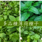 新采摘🌵【薄荷種子】 貓薄荷 種子食用薄荷 檸檬薄荷美國薄荷 香水薄荷 室內盆栽 驅蚊四季種植好養易活 種子