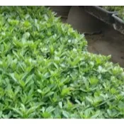 〈〈塊藝人生〉〉Adenium obesum 沙漠玫瑰 種子 多種顏色混合 多肉 塊根