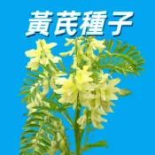 台灣現貨【黃芪種子】 黃耆種子 北芪種子 中藥材種子 自種園藝 台灣適種 易種高發芽 新鮮有機 養生盆栽種子 新手易種植