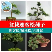 🌲【景觀盆栽種子大全】迎客松種子 羅漢松 真柏 五葉松 黃楊 文竹 米竹 發財樹 室內外造景 風水招財樹 庭院陽台