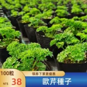 🥬【 歐芹種子】🥬法國香菜籽 洋芫荽荷蘭芹種籽 歐芹香草植物可食用蔬菜種子 庭院田園盆栽種植 撒下即活