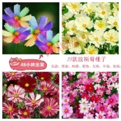 隔日到貨⚡波斯菊種子（50-80粒）四季種植 格桑花種籽 波斯菊 大波斯菊種子 花種子室內外庭院種植 花海 觀賞 超低價