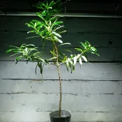 【samgreen羅漢松】3.5吋膠盆/高20cm