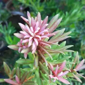 大自然種苗園~  鶴頂紅(爪紅)羅漢松