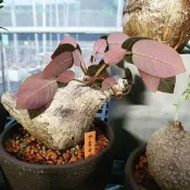 Find x 找肉  奇異油柑  塊根植物