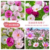 隔日到貨⚡蛋撻波斯菊種子（50粒）新品波斯菊盆栽格桑花種子大理花種子蛋撻野花種子 四季種植花卉 花海打造適合花園小院路旁