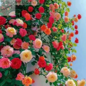 12h出貨  月季薔薇玫瑰（50粒）四季播薔薇花種子爬藤月季玫瑰開花不斷爬牆庭院花卉盆栽植物花籽 四季種植 花期長