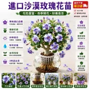 臺灣現貨🌹【稀有沙漠玫瑰苗】🌹5吋盆/ 稀有重瓣沙漠玫瑰苗  四季開花 四季種植 大花濃香耐熱庭院懶人好養花卉綠植物