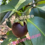 馬士特山竹7對葉苗/3吋盆/樹苗/水果樹苗/果苗/嫁接/盆栽/熱帶果苗樹/矮種果樹