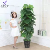 協貿國際日用品生活3館 假樹仿真植物盆景室內裝飾滴水觀音盆栽假花大型客廳落地綠植擺件