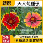 台灣-24H-發貨天人菊種子（250粒）菊花種子大全 太陽菊 萬壽菊 波斯菊 四季播種 耐寒耐熱 陽台庭院盆栽 花卉種子