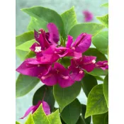 🌸植plant & flower ~ 迷你九重葛  姬八房  日系九重葛  九重葛