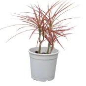 (店+)開心農元-觀葉植物- 五彩千年木
