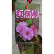 花花世界-落葉喬木-櫻花*紅葉櫻*4吋盆/高35-40cm/最浪漫觀花植物/MA
