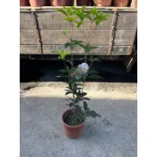 田尾詠泉農園/6寸盆/日本變色桂花