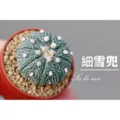 🍀【細雪兜】1吋盆 | 仙人掌科星球屬 |療癒植物| Sa La Ma多肉植物