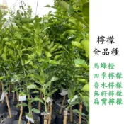 田尾玫瑰園 l 【全品種嫁接檸檬苗🍋】香水檸檬、四季檸檬、無籽檸檬、泰國馬蜂橙 (植物眾多歡迎詢問)